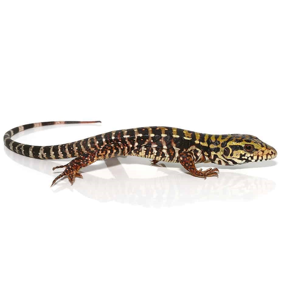 Baby Super Red Tegu - Image 4