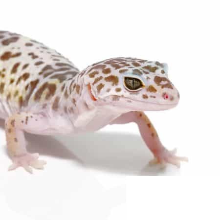 West Indian Leopard Gecko