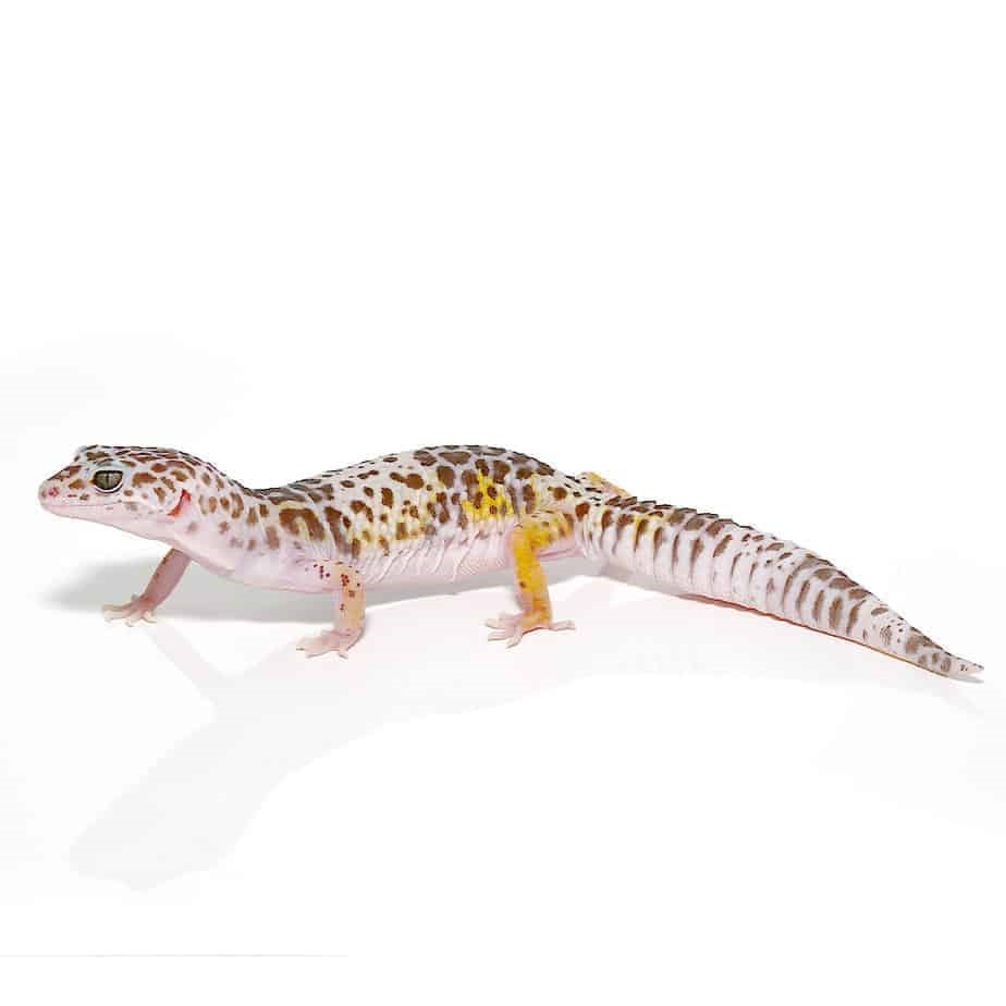 West Indian Leopard Gecko - Image 4