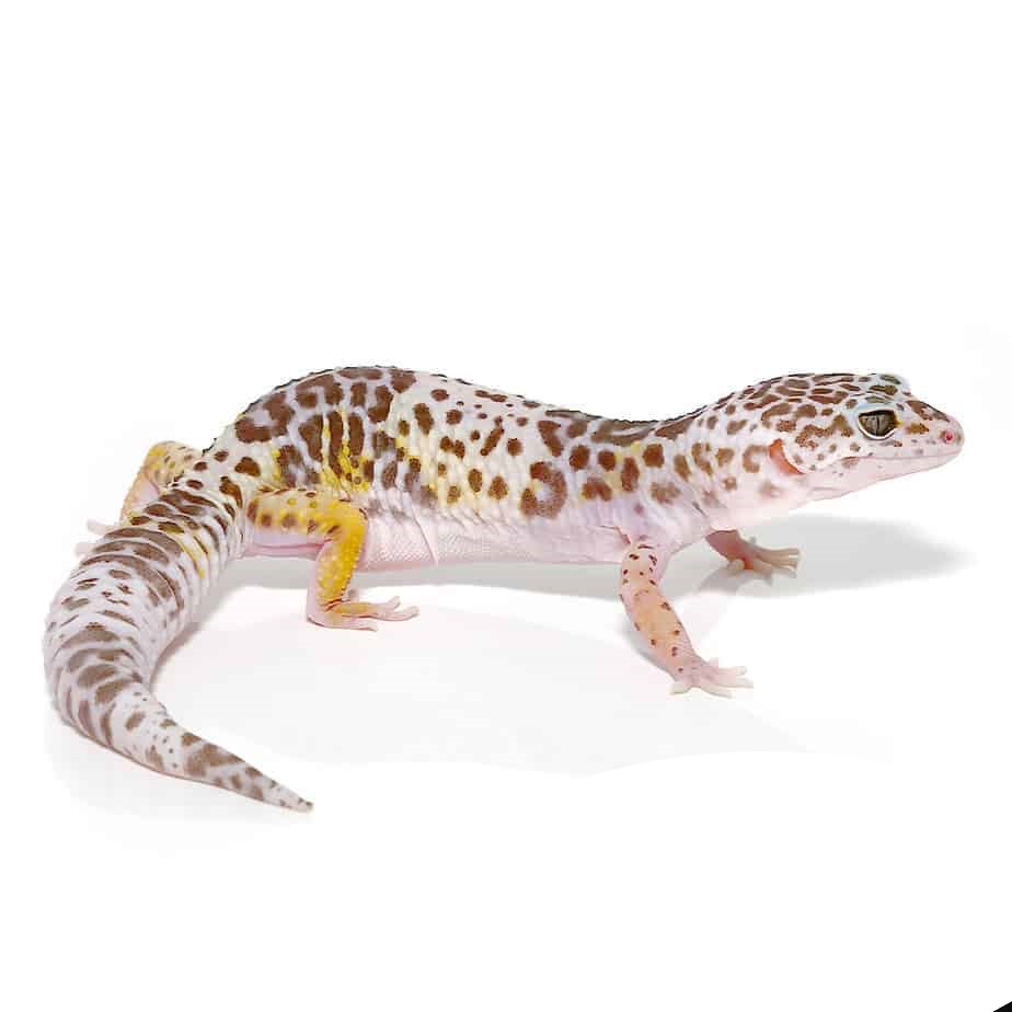 West Indian Leopard Gecko - Image 5
