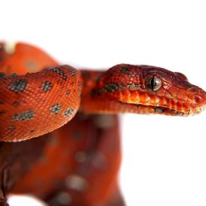 Baby Red Emerald Tree Boa