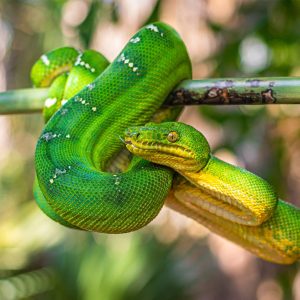 Emerald Tree Boa