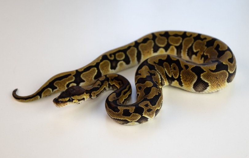 Baby Enchi Ball Python - Image 4