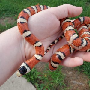 Baby Arizona Mountain Kingsnake