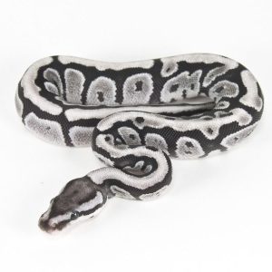 Male VPI Axanthic Fire Bamboo Ball Python