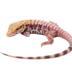 Baby Albino Tiger Ice Tegu