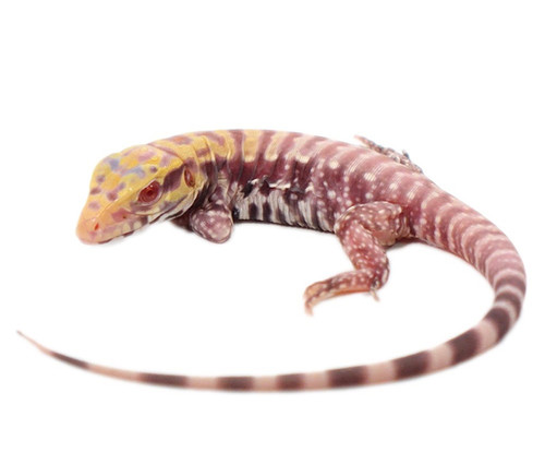 Baby Albino Tiger Ice Tegu