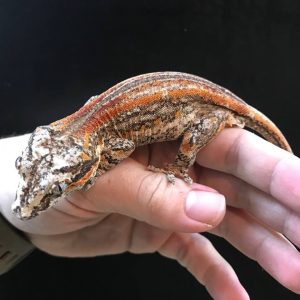 Adult Male Colored Striped Gargoyle