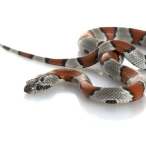 Baby Gray Banded Kingsnake