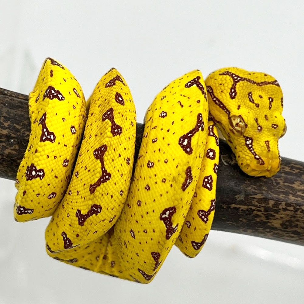 Yellow Baby Biak Green Tree Python - Image 4