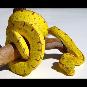 Baby Jayapura Green Tree Python