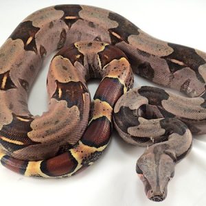 Guyana Redtail Boa
