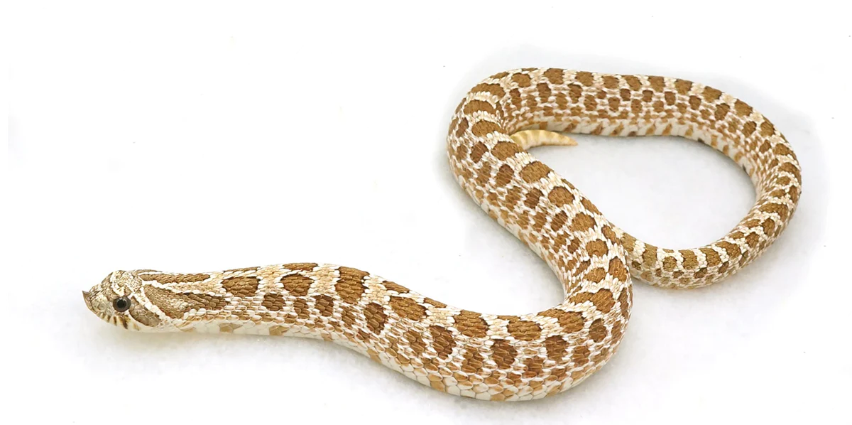 Toffee Anaconda Western Hognose Snake - Image 2