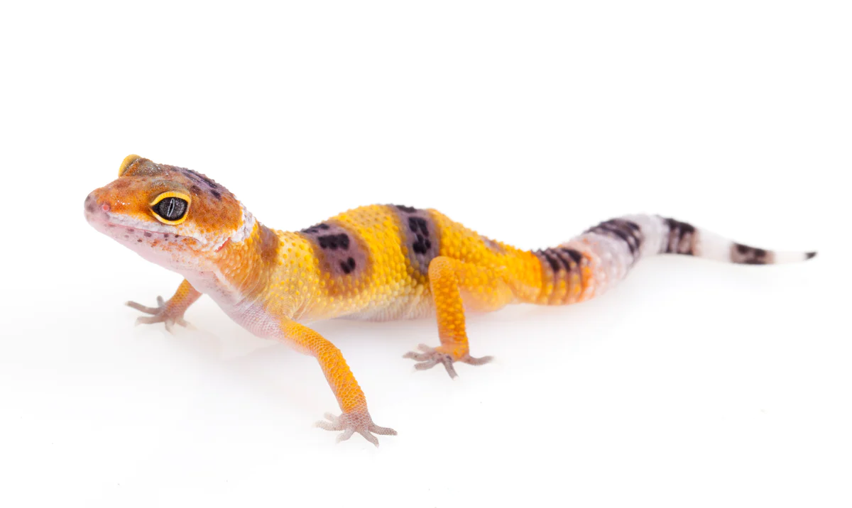 Juvenile Tangerine Leopard Gecko - Image 4