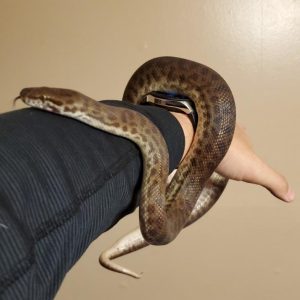 Baby Cape York Spotted Python