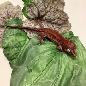 Adult Male Red Base Striped Gargoyle Gecko