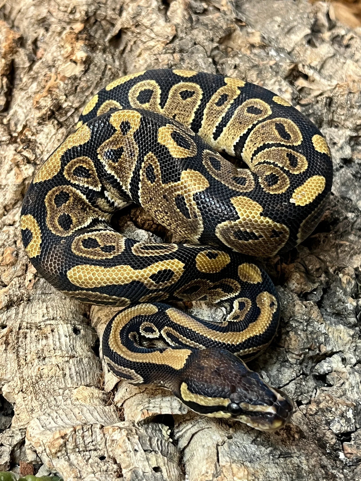 LEOPARD DOUBLE HET HYPO PIED - Image 4