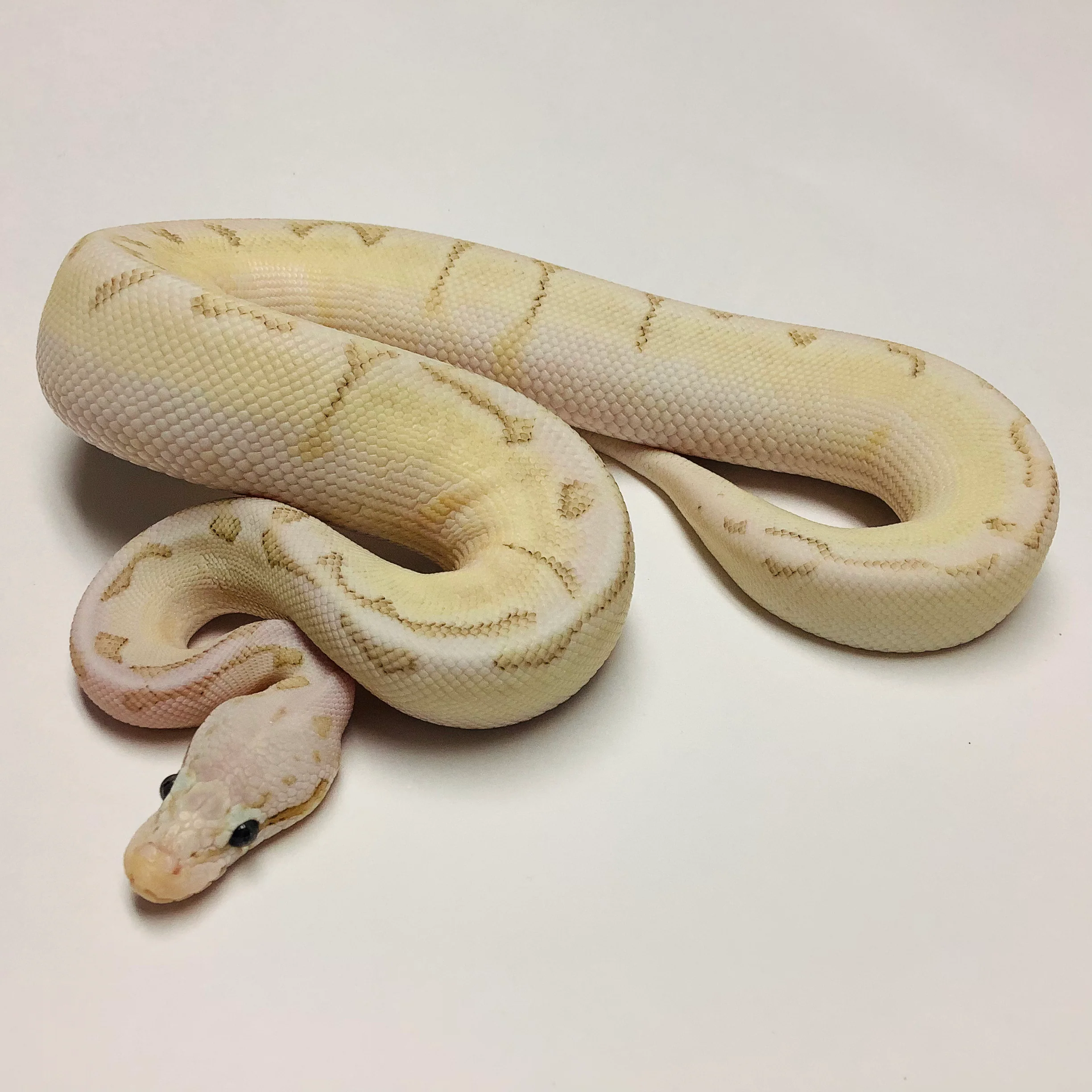 Baby Bumblebee Disco Hypo Leopard Ball Python - Image 3