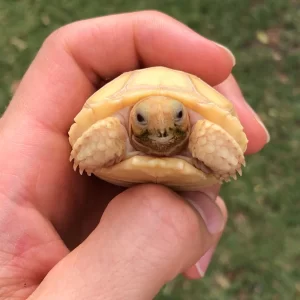 Baby Albino Sulcata Tortoise