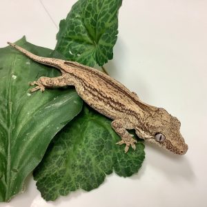 Adult Male Orange Stripe Gargoyle