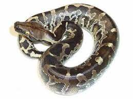 Baby Borneo Blood Python - Image 3