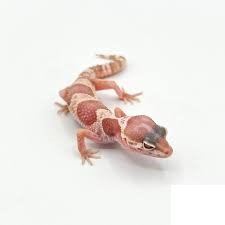 Juvenile Albino Mack Snow Leopard Gecko