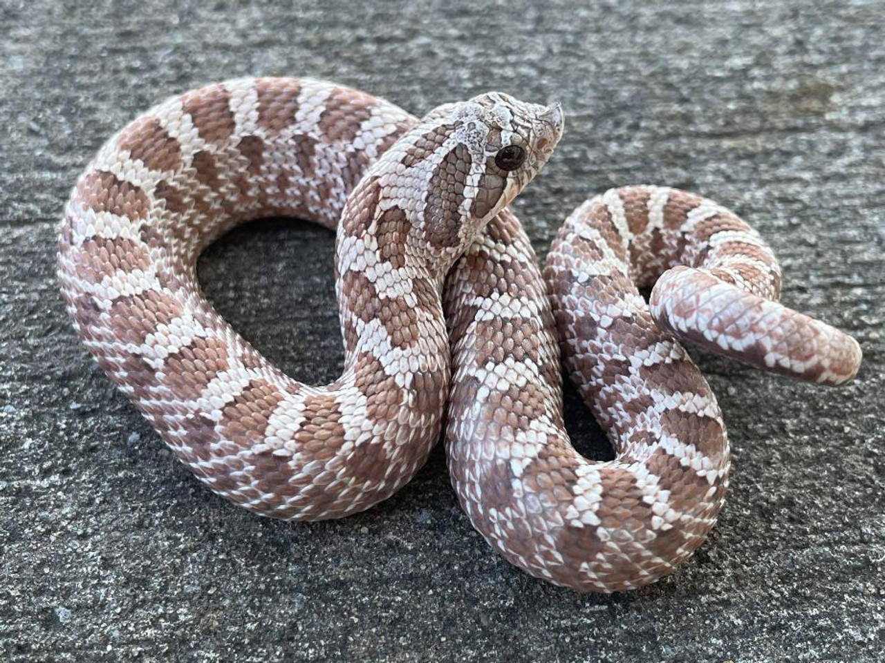 Giant Adult Female Axanthic Western Hognose Snake 500+ Grams - Image 4
