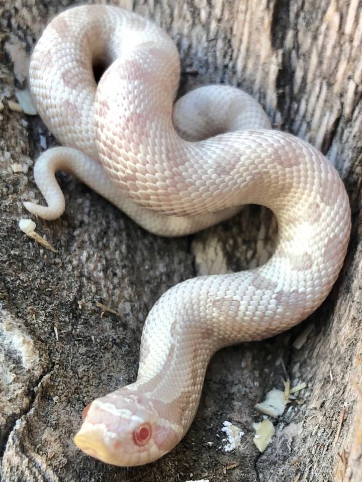 Baby Snow Western Hognose Snake - Image 2