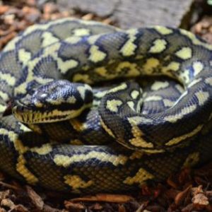 2014 Adult Irian Jaya Carpet Python