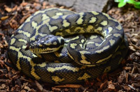 2014 Adult Irian Jaya Carpet Python