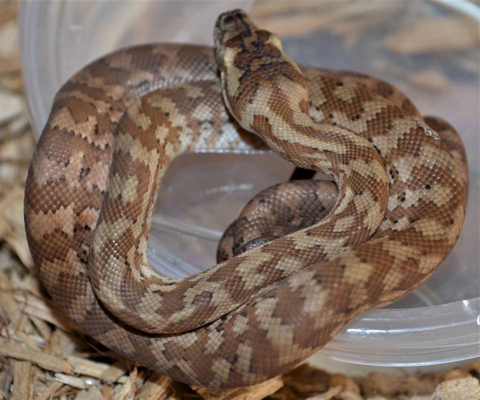Baby Caramel Carpet Python - Image 2