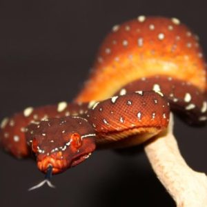 Red Baby Biak Green Tree Python