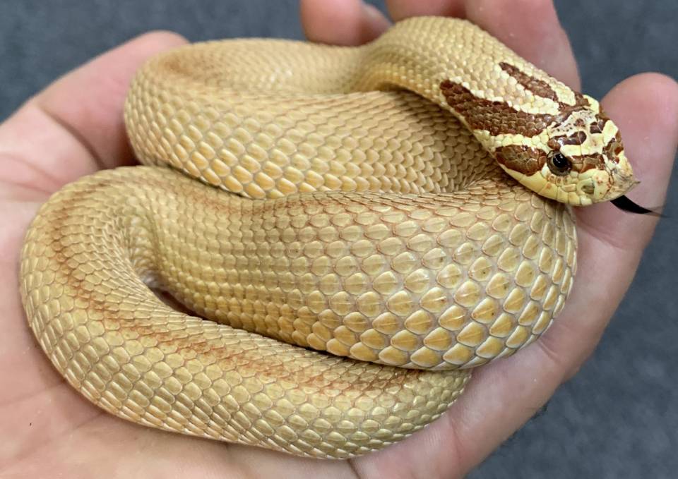 Baby Albino Super Anaconda Hognose Snake - Image 2