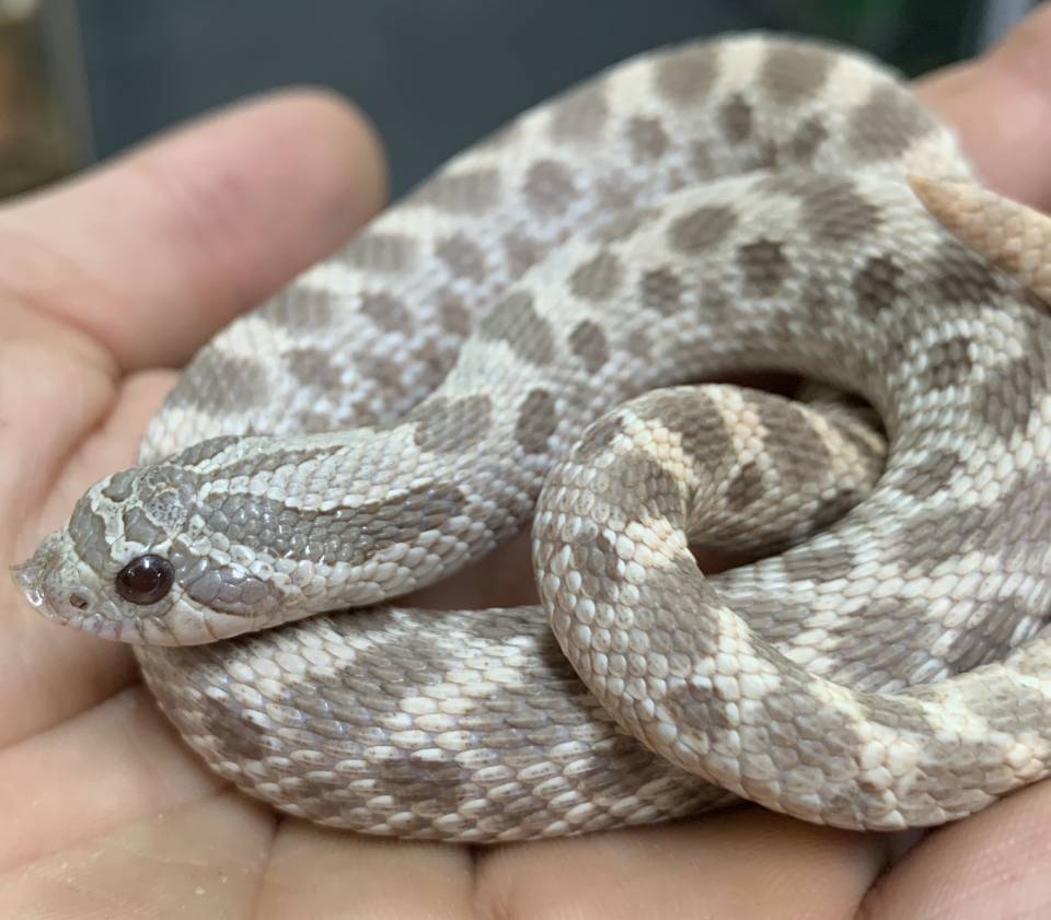 Adult Lavender Western Hognose Snake - Image 3