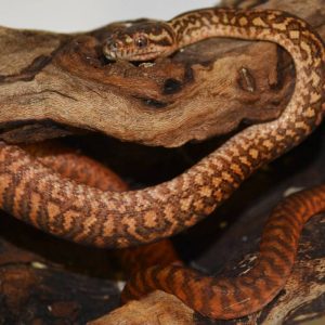 Baby Caramel Carpet Python