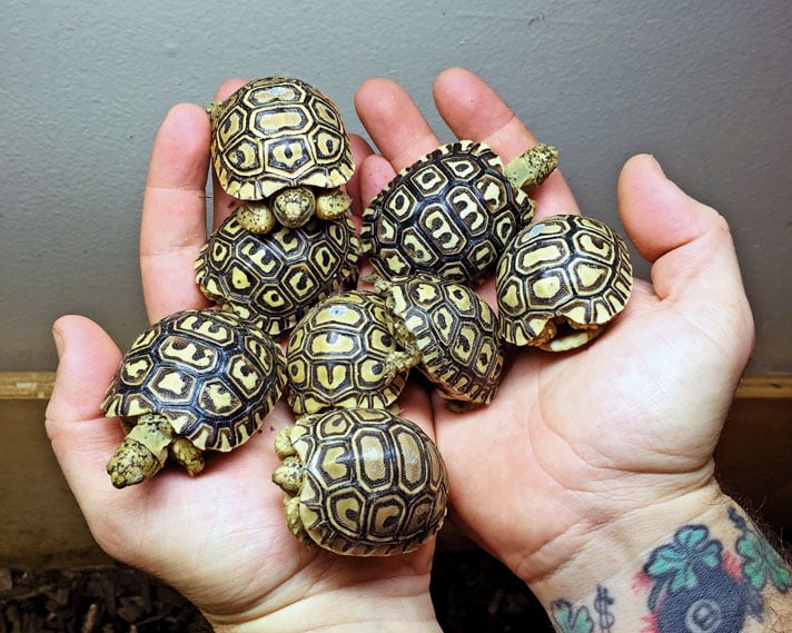 Baby Leopard Tortoise - Image 3