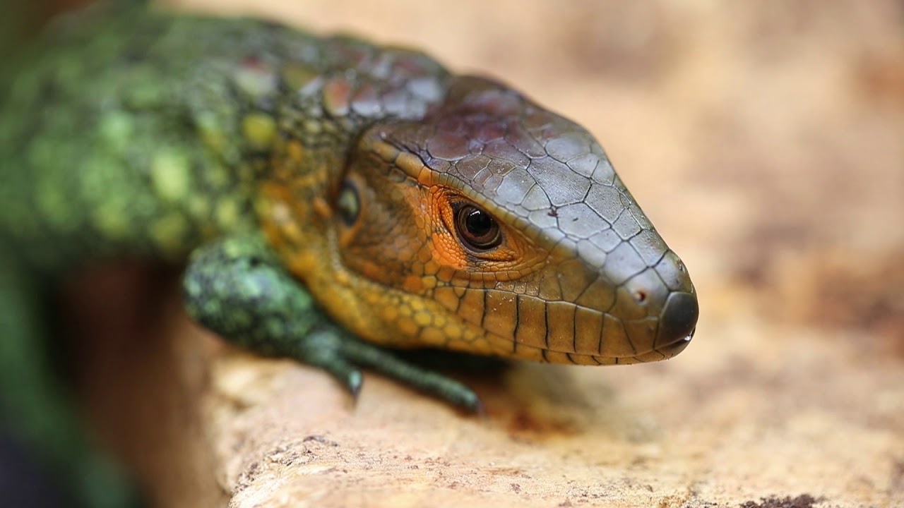 Baby Caiman Lizard - Image 5