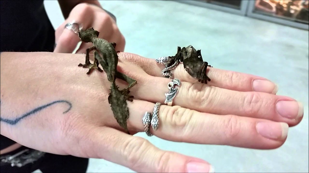 Satanic Leaftail Gecko - Image 3