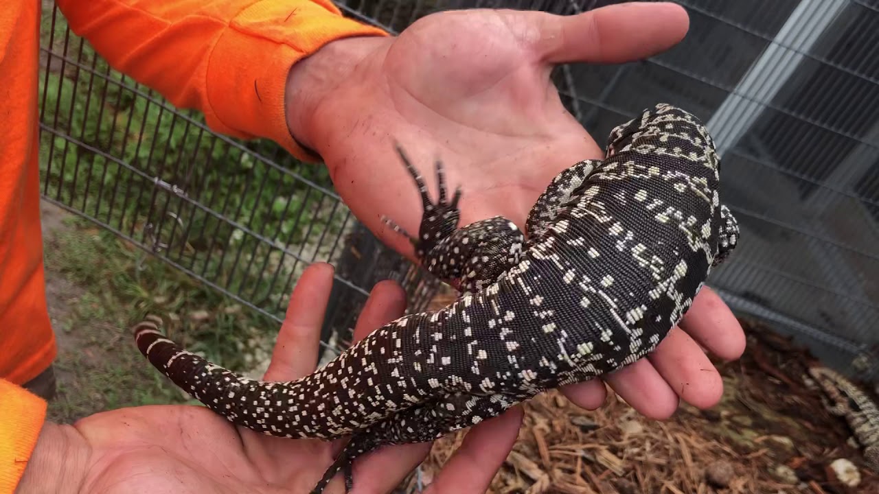 Yearling Super Red Tegu - Image 2