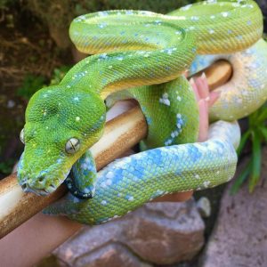 ARU GREEN TREE PYTHON