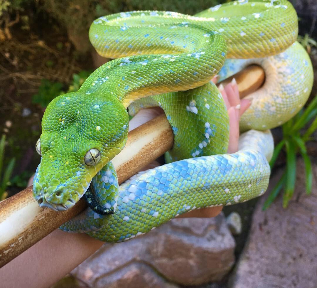 ARU GREEN TREE PYTHON