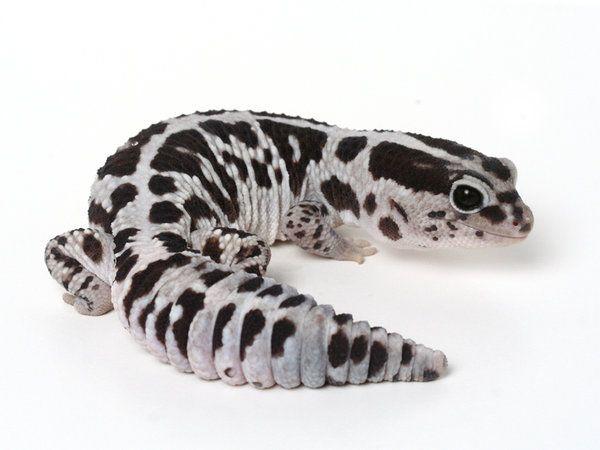 White Out Oreo Fat Tail Gecko - Image 2