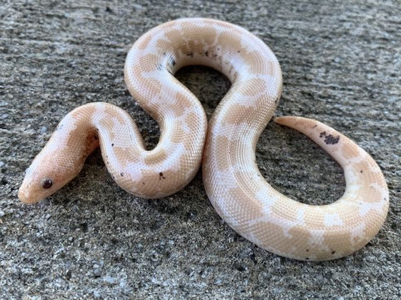 Baby Paradox Snow Kenyan Sand Boa - Image 2