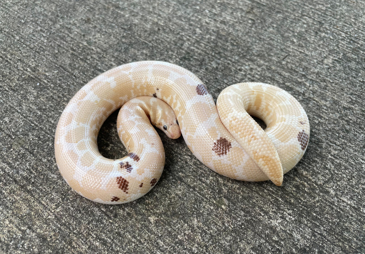 Baby Paradox Snow Kenyan Sand Boa - Image 3