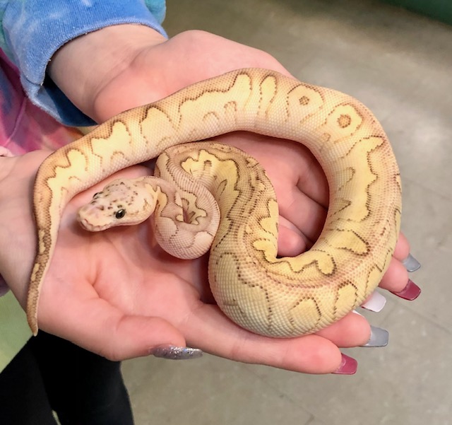 Pastel Lesser Clown Ball Python - Image 5