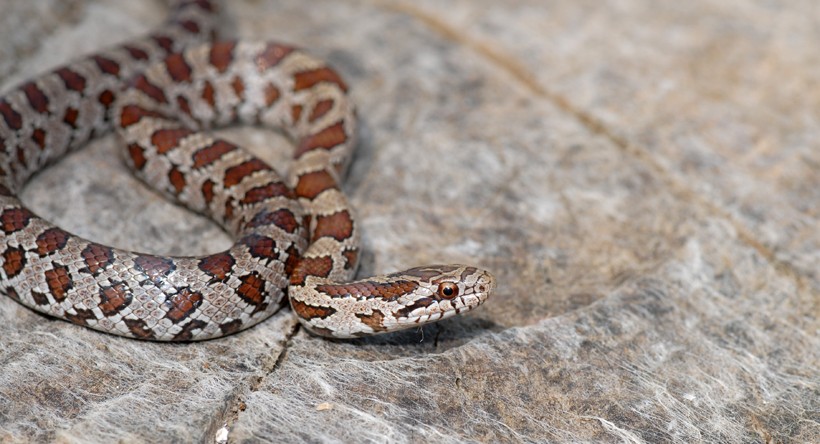 Baby Prairie Kingsnake - Image 2