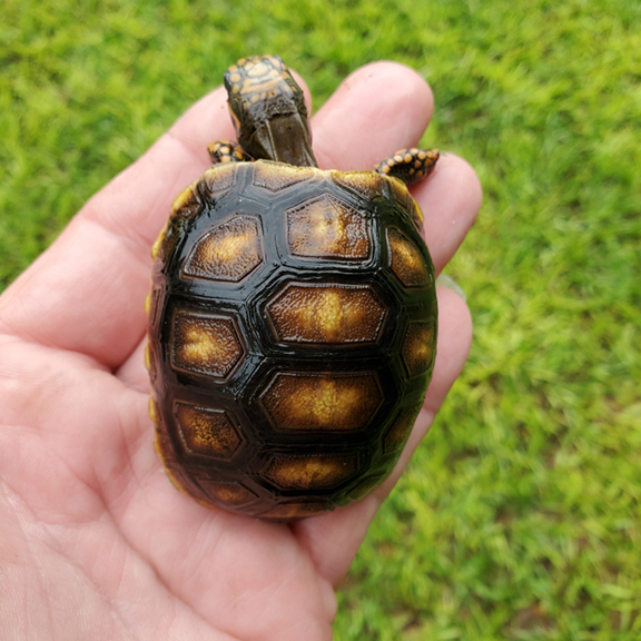 Baby Redfoot Tortoise - Image 4