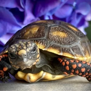 Baby Sunburst Redfoot Tortoise