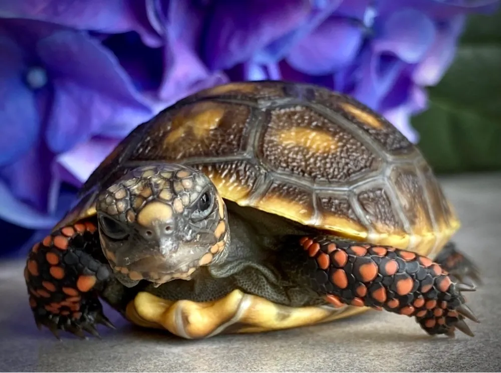 Baby Sunburst Redfoot Tortoise