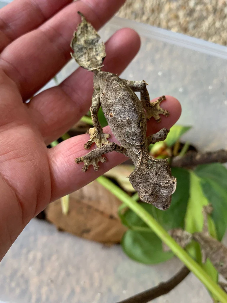 Satanic Leaftail Gecko - Image 4